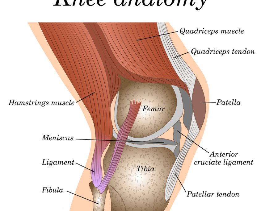 knee pain, knee anatomy, PFPS