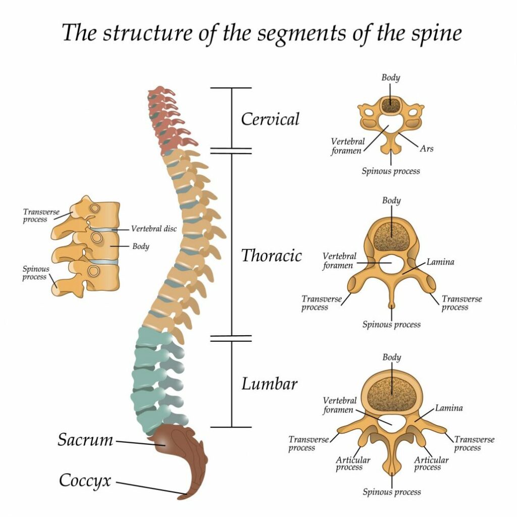 Spine 1030x1030 1